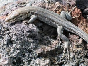 Эволюционный механизм рептилий назвали ключом к разработке методов лечения камней в почках НАУКА